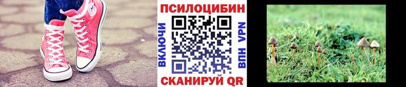 Псилоцибиновые грибы MAGIC MUSHROOMS  цены наркотик  Лермонтов 
